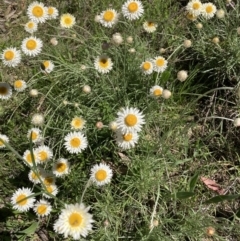 Leucochrysum albicans subsp. tricolor at Bruce, ACT - 17 Oct 2021