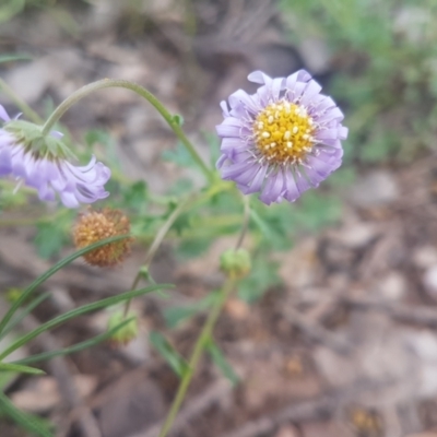Calotis cuneifolia (Purple Burr-daisy) at Mount Jerrabomberra - 8 Oct 2021 by ElizaL