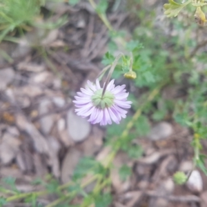 Calotis cuneifolia at Karabar, NSW - 8 Oct 2021