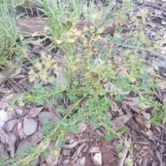 Calotis cuneifolia at Karabar, NSW - 8 Oct 2021
