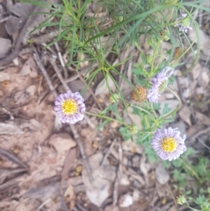 Calotis cuneifolia at Karabar, NSW - 8 Oct 2021