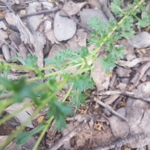 Calotis cuneifolia at Karabar, NSW - 8 Oct 2021