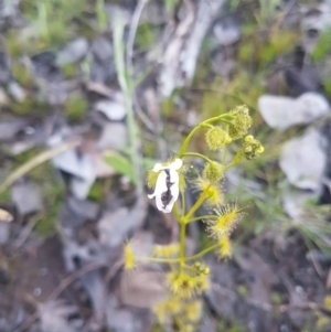 Drosera gunniana at Karabar, NSW - 28 Sep 2021