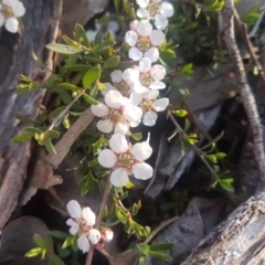 Leptospermum obovatum (River Tea Tree) at Karabar, NSW - 8 Oct 2021 by ElizaL