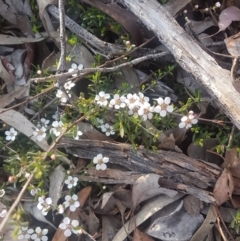 Leptospermum obovatum at Karabar, NSW - 8 Oct 2021
