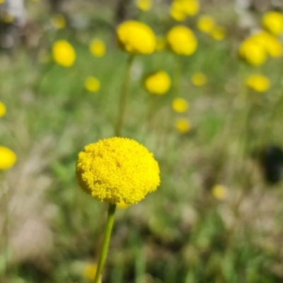 Craspedia variabilis (Common Billy Buttons) at Watson, ACT - 17 Oct 2021 by sbittinger