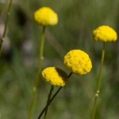 Craspedia variabilis at Watson, ACT - 17 Oct 2021