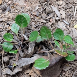 Goodenia hederacea subsp. alpestris at Bolaro, NSW - 5 Dec 2018 03:36 PM