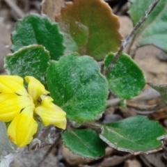 Goodenia hederacea subsp. alpestris at Bolaro, NSW - 5 Dec 2018