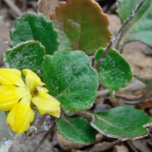 Goodenia hederacea subsp. alpestris at Bolaro, NSW - 5 Dec 2018 03:36 PM