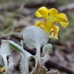 Goodenia hederacea subsp. alpestris at Bolaro, NSW - 5 Dec 2018 03:36 PM