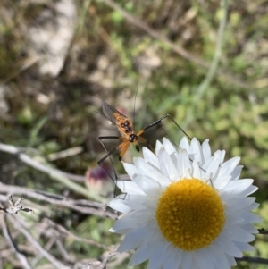 Harpobittacus australis at Watson, ACT - 17 Oct 2021 11:13 AM