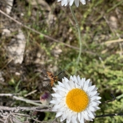 Harpobittacus australis at Watson, ACT - 17 Oct 2021