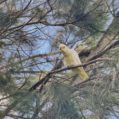 Cacatua sanguinea (Little Corella) at Lake Tuggeranong - 30 Sep 2021 by dhaagun