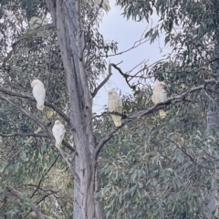 Cacatua sanguinea at Greenway, ACT - 30 Sep 2021