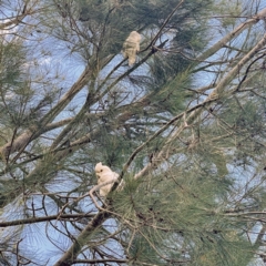 Cacatua sanguinea at Greenway, ACT - 30 Sep 2021