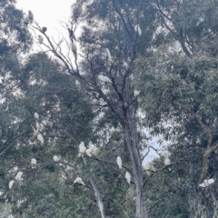 Cacatua sanguinea at Greenway, ACT - 30 Sep 2021