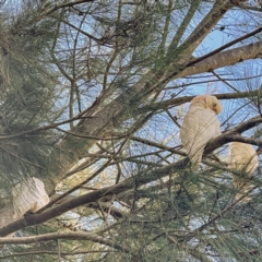 Cacatua sanguinea at Greenway, ACT - 30 Sep 2021 12:20 PM