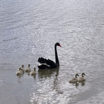 Cygnus atratus (Black Swan) at Greenway, ACT - 30 Sep 2021 by dhaagun