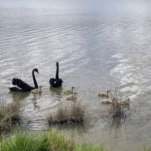 Cygnus atratus at Greenway, ACT - 30 Sep 2021