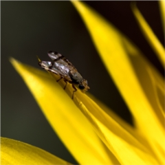 Sphenella ruficeps (Senecio Flower Galler Fruit Fly) at Holt, ACT - 17 Oct 2021 by Margo