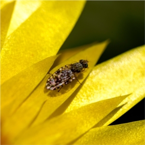 Sphenella ruficeps at Holt, ACT - suppressed