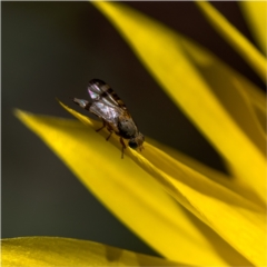 Sphenella ruficeps at Holt, ACT - suppressed