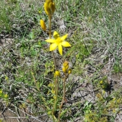Bulbine sp. at Coree, ACT - 17 Oct 2021 by jeremyahagan