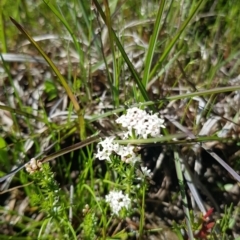 Asperula conferta (Common Woodruff) at Coree, ACT - 17 Oct 2021 by jeremyahagan