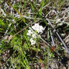 Asperula conferta at Coree, ACT - 17 Oct 2021