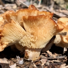 Unidentified Fungus at Aranda Bushland - 17 Oct 2021 by KMcCue