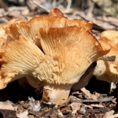 Unidentified Fungus at Molonglo Valley, ACT - 17 Oct 2021 by KMcCue