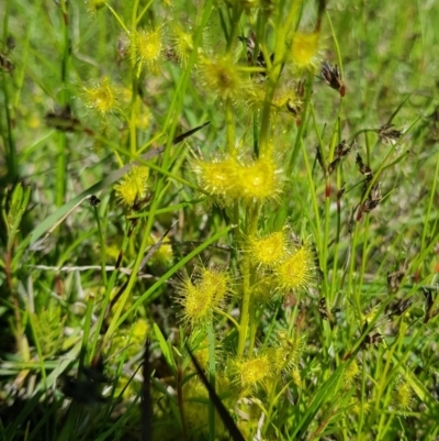 Drosera sp. (A Sundew) at Holt, ACT - 17 Oct 2021 by jeremyahagan