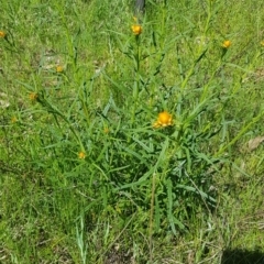 Xerochrysum viscosum (Sticky Everlasting) at Coree, ACT - 17 Oct 2021 by jeremyahagan