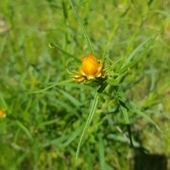 Xerochrysum viscosum at Coree, ACT - 17 Oct 2021