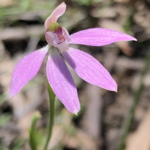 Caladenia carnea at Carwoola, NSW - suppressed