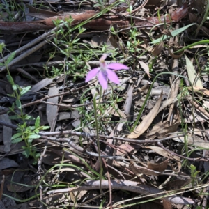 Caladenia carnea at Carwoola, NSW - suppressed