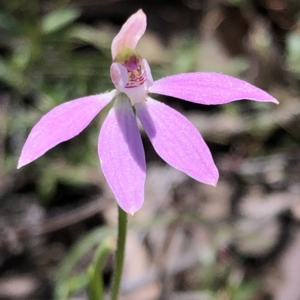 Caladenia carnea at Carwoola, NSW - suppressed