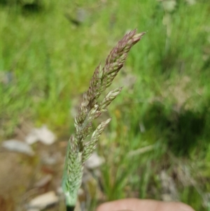 Holcus lanatus at Coree, ACT - 17 Oct 2021 11:10 AM