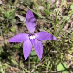 Glossodia major (Wax Lip Orchid) at Stony Creek Nature Reserve - 17 Oct 2021 by MeganDixon