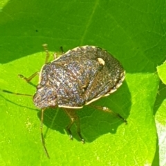 Dictyotus conspicuus (A shield or stink bug) at Turner, ACT - 17 Oct 2021 by LD12