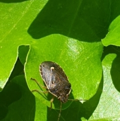 Dictyotus conspicuus at Turner, ACT - 17 Oct 2021 02:11 PM