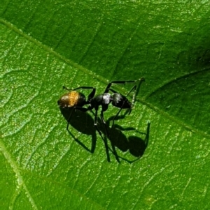 Camponotus aeneopilosus at Turner, ACT - 17 Oct 2021