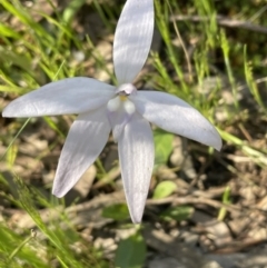 Glossodia major (Wax Lip Orchid) at Bruce, ACT - 17 Oct 2021 by JVR