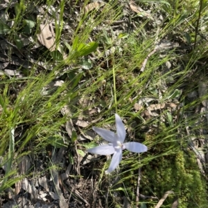 Glossodia major at Bruce, ACT - 17 Oct 2021