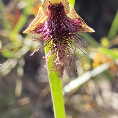 Calochilus platychilus (Purple Beard Orchid) at Kaleen, ACT - 17 Oct 2021 by AJB