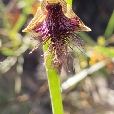 Calochilus platychilus (Purple Beard Orchid) at Gungaderra Grasslands - 16 Oct 2021 by AJB