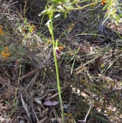 Calochilus platychilus at Kaleen, ACT - 17 Oct 2021