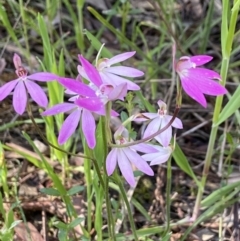 Caladenia carnea (Pink fingers) at Kaleen, ACT - 16 Oct 2021 by AJB