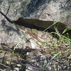 Eulamprus sp. (genus) (Water Skink) at Kowen, ACT - 16 Oct 2021 by ElizaL